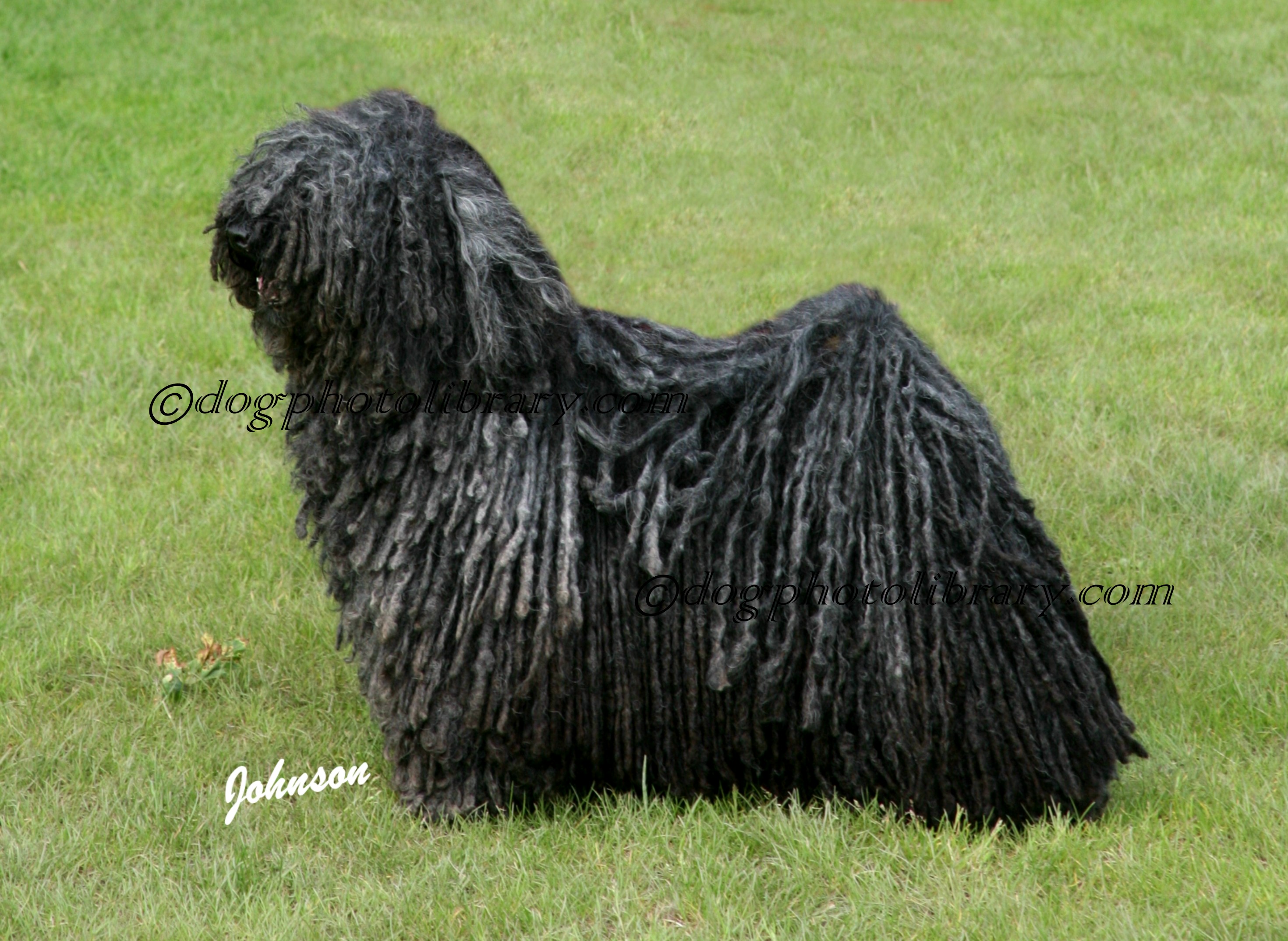 Hugaria Puli Dog Photo Library